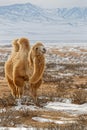 Bactrian camel in the snow of desert with moutains