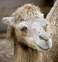 Bactrian camel 10 Royalty Free Stock Photo