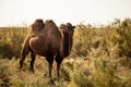 Bactrian camel Royalty Free Stock Photo