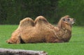 Bactrian Camel