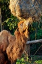 Bactrian camel Royalty Free Stock Photo