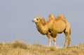 Bactrian camel Royalty Free Stock Photo