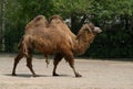 Bactrian Camel