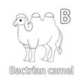 Bactrian Camel Alphabet ABC Isolated Coloring B Royalty Free Stock Photo