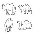 Bactrian Camel Animal Vector Illustration Hand Drawn Cartoon Art