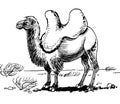 Bactrian camel