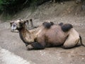 Bactrian camel sunbathes on the beach Royalty Free Stock Photo