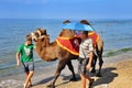 Bactrian camel on the beach Royalty Free Stock Photo