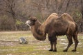 Bactrian two-humped camel in a zoo in the Czechia. (Camelus bactrianus) Royalty Free Stock Photo