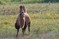 Bactrian camel (Camelus bactrianus) Royalty Free Stock Photo