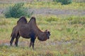 Bactrian camel (Camelus bactrianus) Royalty Free Stock Photo