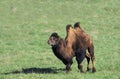 Bactrian Camel, camelus bactrianus on grass Royalty Free Stock Photo