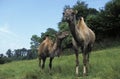 Bactrian Camel, camelus bactrianus on grass Royalty Free Stock Photo