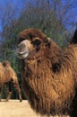 Bactrian Camel, camelus bactrianus Royalty Free Stock Photo