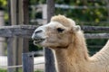 Bactrian camel Camelus bactrianus