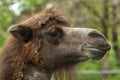 Bactrian camel Camelus bactrianus