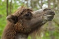 Bactrian camel Camelus bactrianus