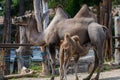 Bactrian camel, Camelus bactrianus feeding baby camel in the Riga zoo.