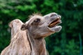 Bactrian camel, Camelus bactrianus in a german zoo Royalty Free Stock Photo