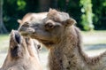 Bactrian camel, Camelus bactrianus in a german zoo Royalty Free Stock Photo