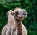 Bactrian camel, Camelus bactrianus in a german zoo Royalty Free Stock Photo