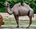 Bactrian camel, Camelus bactrianus in a german zoo Royalty Free Stock Photo