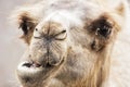Bactrian camel - Camelus bactrianus humorous closeup portrait