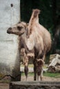 Bactrian camel Camelus bactrianus