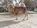 Bactrian Camel Camelus bactrianus in Khiva, Uzbekistan