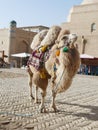 Bactrian Camel Camelus bactrianus in Khiva, Uzbekistan