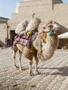 Bactrian Camel Camelus bactrianus in Khiva, Uzbekistan