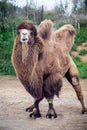 Bactrian camel Camelus bactrianus Royalty Free Stock Photo