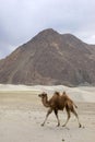 The Bactrian camel, Camelus bactrianus, is a large, even-toed ungulate native to the steppes of Central Asia, Pangong Lake, Jammu Royalty Free Stock Photo