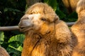 Bactrian camel Camelus bactrianus, a large, even-toed ungulate native to the steppes of Central Asia. The Bactrian camel has two Royalty Free Stock Photo