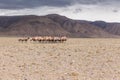 The Bactrian camel, Camelus bactrianus, is a large, even-toed ungulate native to the steppes of Mongolia. The Bactrian camel has Royalty Free Stock Photo