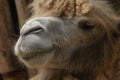 Bactrian Camel - Camelus bactrianus Royalty Free Stock Photo