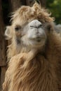 Bactrian Camel - Camelus bactrianus Royalty Free Stock Photo