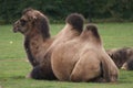 Bactrian Camel - Camelus bactrianus Royalty Free Stock Photo