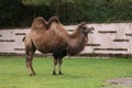 Bactrian Camel - Camelus bactrianus Royalty Free Stock Photo