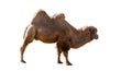 Bactrian Camel (Camelus bactrianus) Isolated on a White Background with Copy Text Space. Royalty Free Stock Photo
