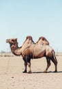 A Bactrian camel (Camelus bactrianus) stands Royalty Free Stock Photo