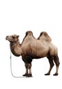 A Bactrian camel (Camelus bactrianus) stands Royalty Free Stock Photo