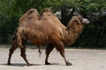 Bactrian camel Royalty Free Stock Photo