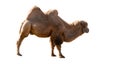 Bactrian Camel (Camelus bactrianus) Isolated on a White Background with Copy Text Space. Royalty Free Stock Photo