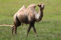 Bactrian camel (Camelus bactrianus). Royalty Free Stock Photo