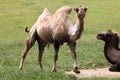 Bactrian camel (Camelus bactrianus). Royalty Free Stock Photo