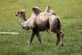 Bactrian camel (Camelus bactrianus). Royalty Free Stock Photo