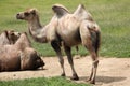 Bactrian camel (Camelus bactrianus). Royalty Free Stock Photo