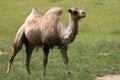 Bactrian camel (Camelus bactrianus). Royalty Free Stock Photo