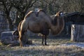 Bactrian camel Camelus bactrianus Royalty Free Stock Photo